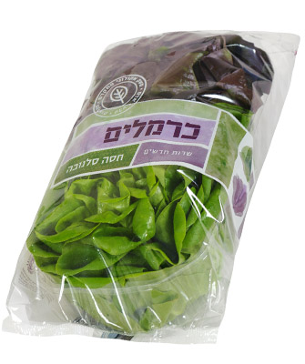 חסה סלנובה