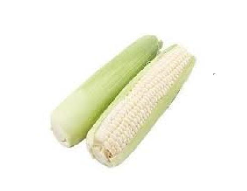 תירס לבן
