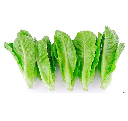 סוגי חסה