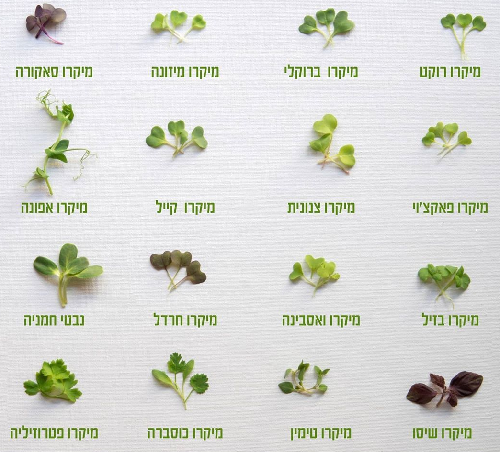 נבטי מקרו
